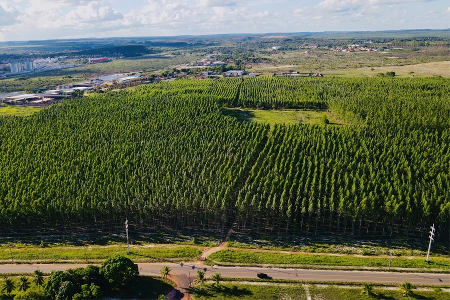 Plantação de Eucalipto